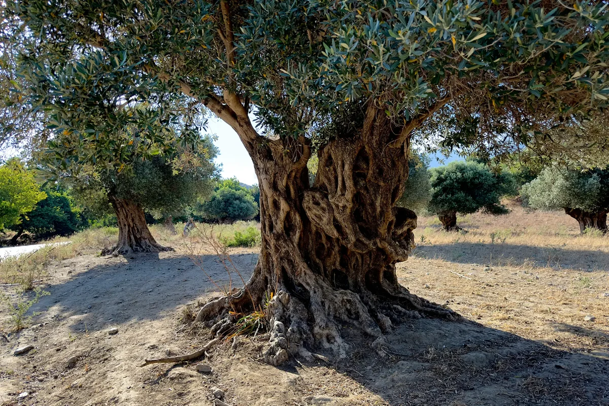Ποιες οι είναι οι ανάγκες των ελαιοδέντρων το καλοκαίρι; 