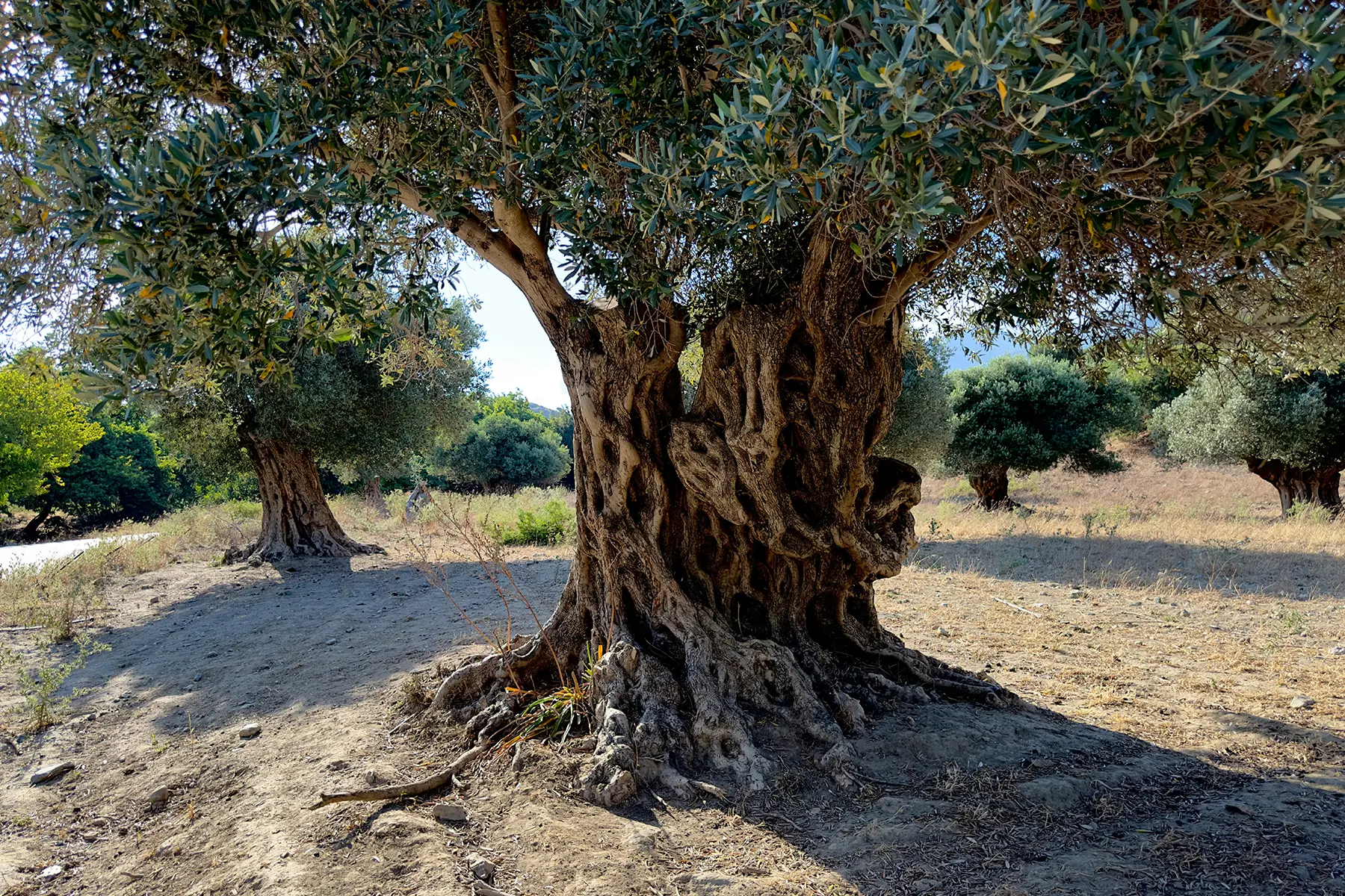 Ποιες οι είναι οι ανάγκες των ελαιοδέντρων το καλοκαίρι; 